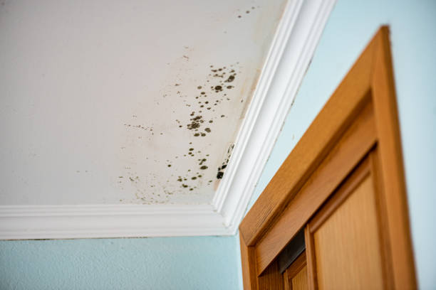 Professional Mold Removal in Scarsdale, NY